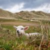 urlaub-auf-sylt-natur-und-weite